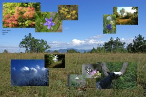 il Carso triestino. foto BM 2012.